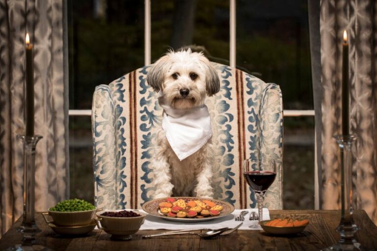 A fluffy dog wearing a white napkin sits at a candlelit dinner table in front of a plate of festive cookies and a glass of wine. Desserts and alcohol are clear examples of foods you shouldn’t give your dog at Thanksgiving.