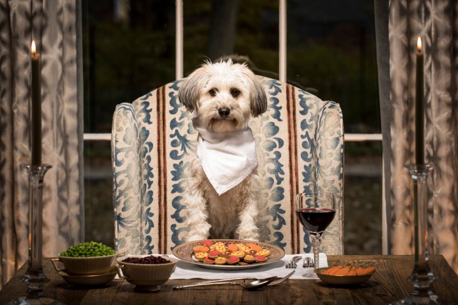 10 Foods You Shouldn’t Give Your Dog at Christmas As They Are More Dangerous Than You Think 1 A fluffy dog wearing a white napkin sits at a candlelit dinner table in front of a plate of festive cookies and a glass of wine. Desserts and alcohol are clear examples of foods you shouldn’t give your dog at Thanksgiving.