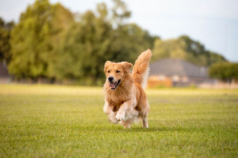 7 Expert Tips for Keeping Your Dog Out of Trouble When You're at Work 2 A golden retriever joyfully runs through a grassy field with ears flapping and tongue out. Outdoor play and exercise are top tips for keeping your dog out of trouble by burning off energy productively.