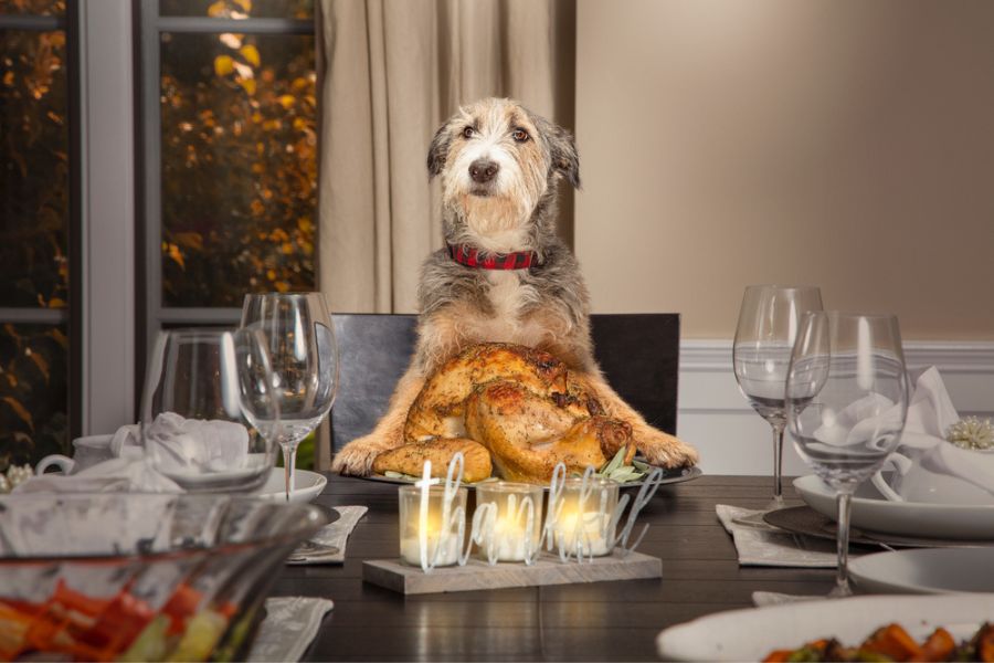 10 Foods You Shouldn’t Give Your Dog at Christmas As They Are More Dangerous Than You Think 2 A scruffy dog sits proudly behind a large roasted turkey centerpiece with lit candles spelling out “thankful.” While turkey itself can be safe in moderation, seasoned or fatty turkey like this is a food you shouldn’t give your dog at Thanksgiving.