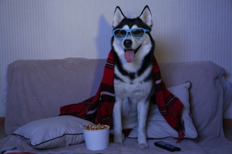 A husky wearing blue glasses and a red plaid scarf sits on a couch with a bucket of popcorn and a remote, perfectly posed for a night of Christmas Movies Your Dog Will Love.