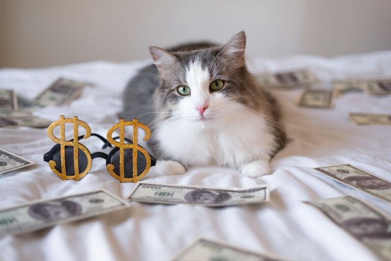 A fluffy gray and white cat lounges on a bed scattered with dollar bills, with oversized dollar sign sunglasses in front. Creating a pet emergency fund is one of the smartest ways to save money at the vet.