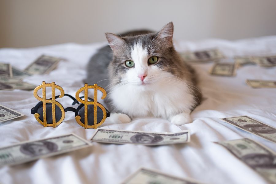 7 Easy Ways to Save Money at the Vet and the Expensive Mistake Almost Every Pet Owner Is Making 1 A fluffy gray and white cat lounges on a bed scattered with dollar bills, with oversized dollar sign sunglasses in front. Creating a pet emergency fund is one of the smartest ways to save money at the vet.