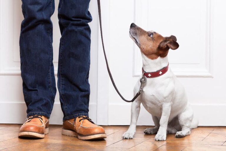 Small Jack Russell terrier on a leash looking up at a person, possibly anticipating a command or walk, illustrating how leash tension can be one of the things humans do that dogs hate.