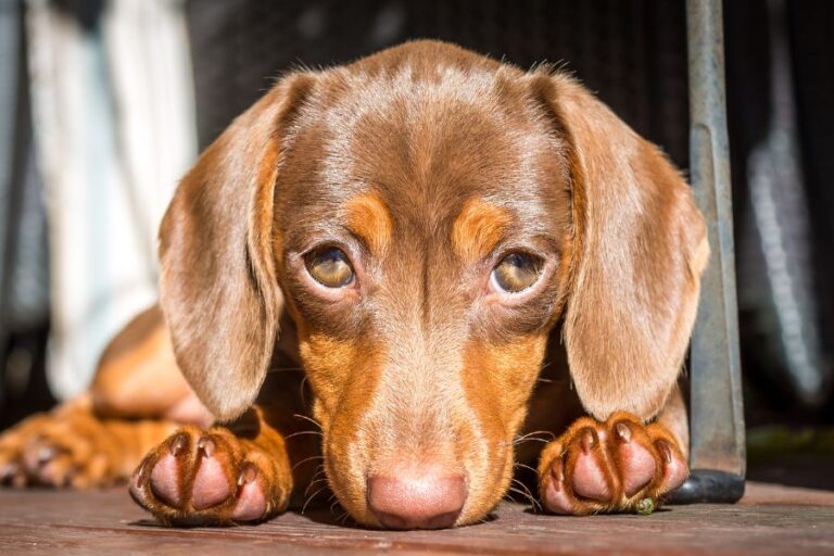 A close-up of a brown dachshund lying down with sad, pleading eyes under soft sunlight. This classic “puppy dog eyes” expression raises the question, is your dog manipulating you with its cuteness?