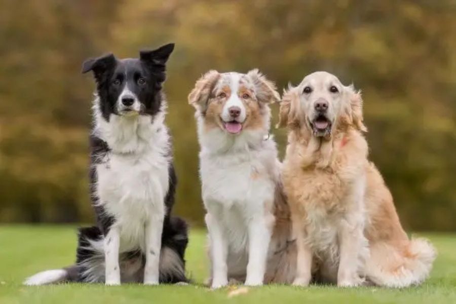 7 of the Smartest Dog Breeds In the World. Meet the Canine Einsteins and See if Your Dog Is On the List 1 A Border Collie, Australian Shepherd, and Golden Retriever sitting side by side on a grassy field with autumn trees in the background. All three are known members of the smartest dog breeds due to their trainability and intelligence.