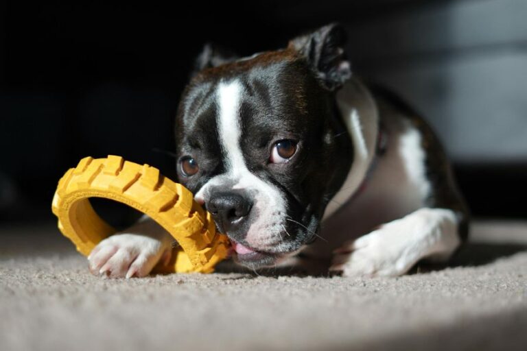 A Boston Terrier lying on a carpet, chewing a yellow rubber ring toy in a beam of sunlight. This toy is part of interactive dog enrichment activities that keep pets mentally stimulated indoors.