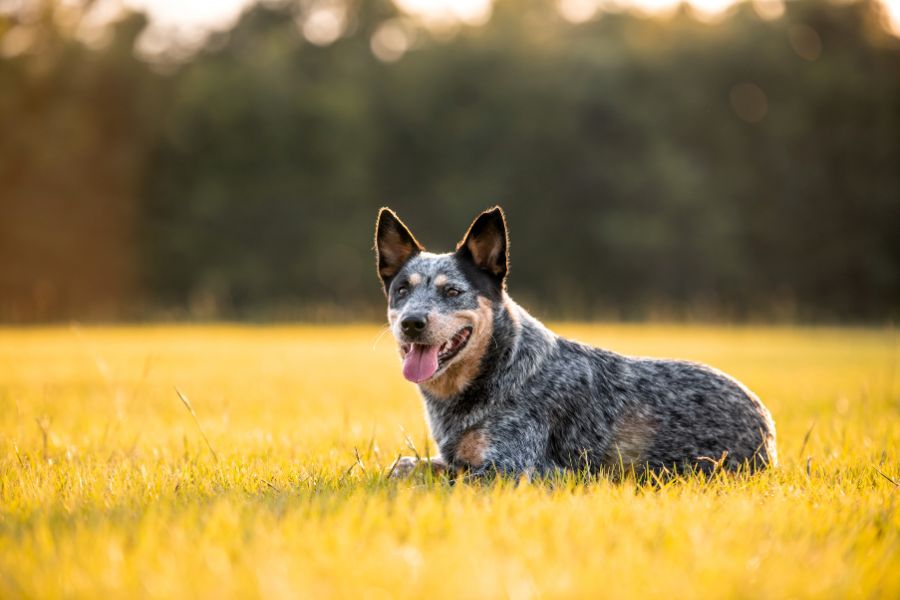 7 of the Smartest Dog Breeds In the World. Meet the Canine Einsteins and See if Your Dog Is On the List 7 An Australian Cattle Dog lying in a sunlit field with its tongue out, alert and focused. This highly energetic herding breed is one of the smartest dog breeds, excelling at problem-solving and obedience.