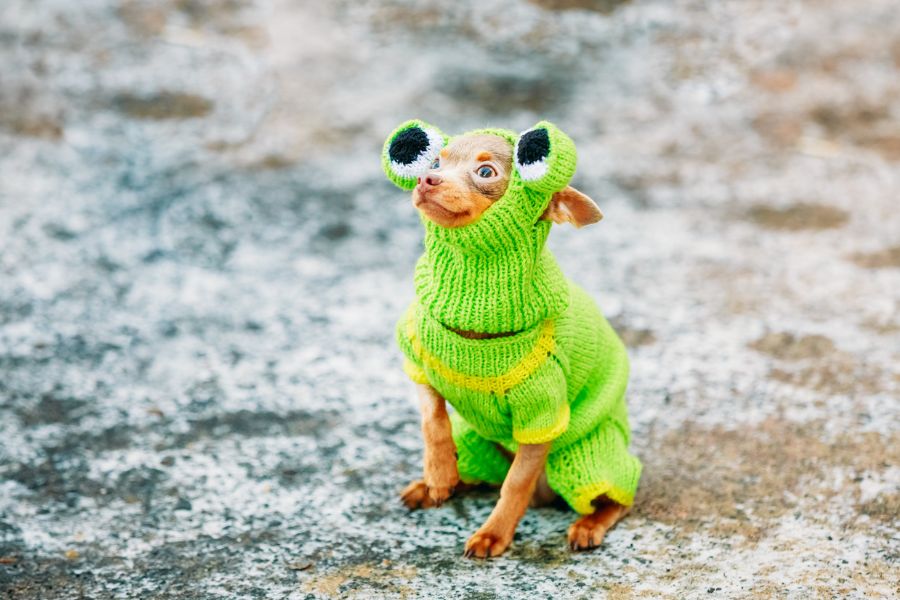 7 Things Humans Do That Dogs Hate and Why They Annoy Our Furry Friends 4 A tiny dog dressed in a bright green costume with large cartoon eyes, representing how dressing dogs in clothes for fun is among the things humans do that dogs hate.