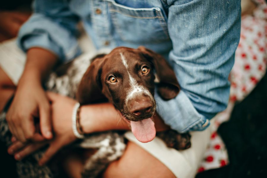 Celebrities Are Cloning Their Pets Proving Money Can Buy Anything, the Real Question Is, Should It Be Allowed? 6 Close-up of a brown and white puppy sitting in a person’s lap, looking up with its tongue out. Images like this evoke the emotional bond that explains why Celebrities Are Cloning Their Pets.