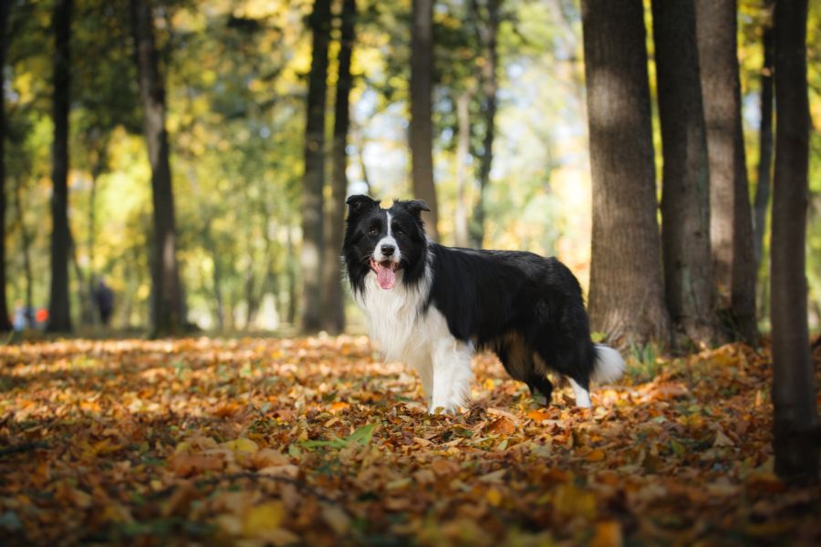 7 of the Smartest Dog Breeds In the World. Meet the Canine Einsteins and See if Your Dog Is On the List 2 A Border Collie standing on a leaf-covered forest floor during fall, looking directly at the camera. Considered one of the smartest dog breeds, the Border Collie is prized for its agility and quick learning.