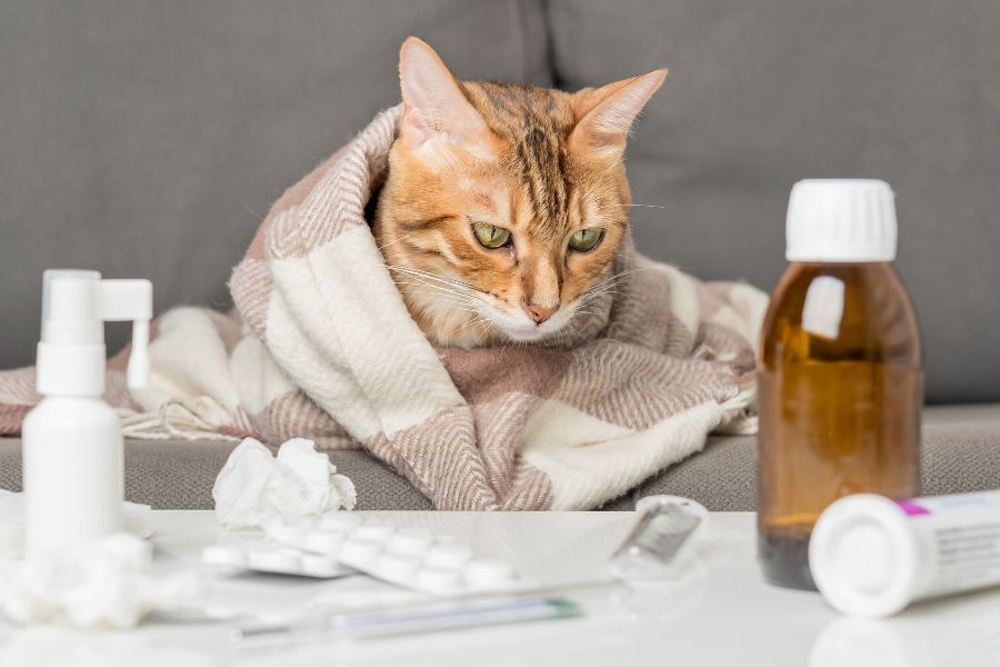 7 Easy Ways to Save Money at the Vet and the Expensive Mistake Almost Every Pet Owner Is Making 3 A sick-looking cat wrapped in a blanket sits on a couch surrounded by medicine, tissues, and a thermometer. Preventive care is one of the key ways to save money at the vet by catching issues early.