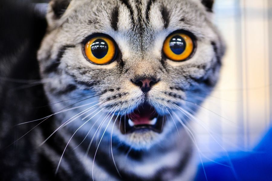 The Most Popular Cat Names in 2025: What America Is Calling Their Felines 4 Close-up of a wide-eyed grey tabby cat with golden eyes and an open mouth, capturing a surprised expression that could inspire one of the Most Popular Cat Names in 2025.