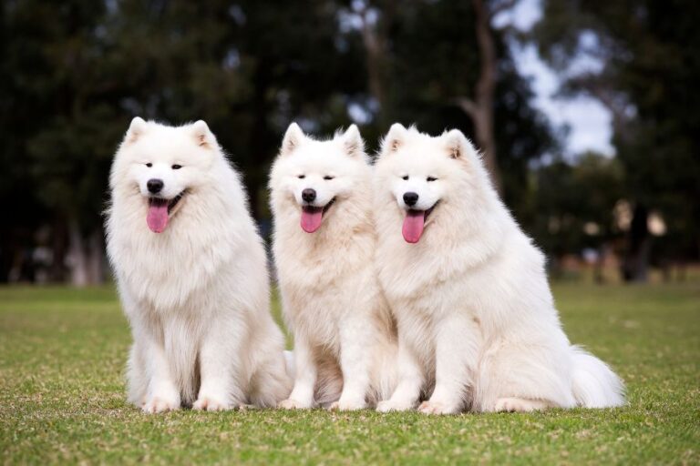 Three fluffy white Samoyed dogs sit side by side on green grass, all with happy expressions. The identical appearance of purebred pets like these helps illustrate why Celebrities Are Cloning Their Pets.