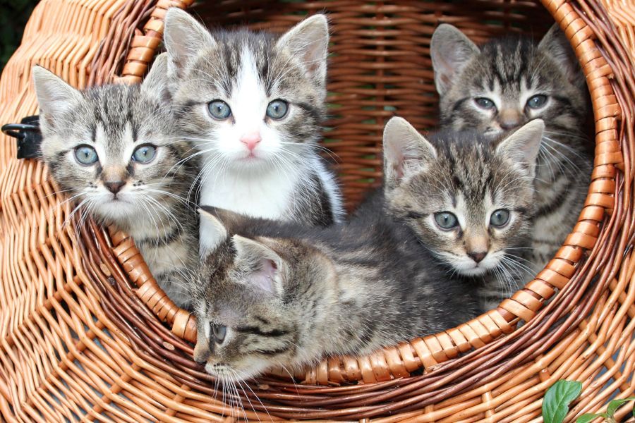 The Most Popular Cat Names in 2025: What America Is Calling Their Felines 3 Three playful tabby kittens lying on a fuzzy brown blanket, with one swatting at another, embodying the charm behind the Most Popular Cat Names in 2025.