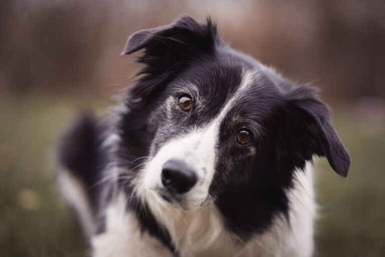 A black and white Border Collie tilts its head in curiosity outdoors, capturing the kind of expression that sparks questions like Do Dogs Have a Sixth Sense.