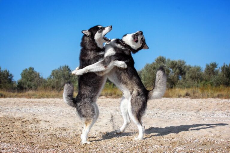 Two huskies stand on their hind legs, playfully wrestling on a sandy beach under a clear blue sky. Known for their high energy and stubborn streaks, huskies are often listed among the worst behaved dog breeds when not properly trained.