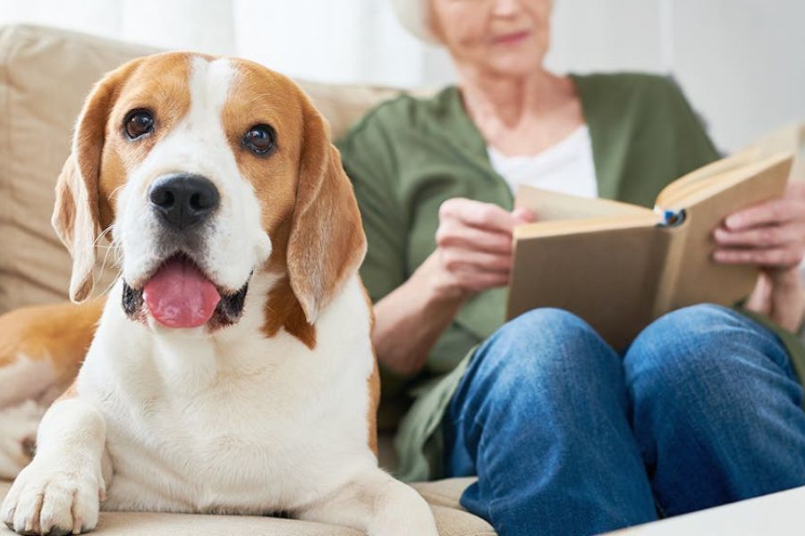 Do Dogs Have a Sixth Sense and Do They Know When Something Bad Is About to Happen? 2 A happy Beagle with its tongue out sits beside an older woman reading a book on a couch, illustrating the emotional connection behind the question Do Dogs Have a Sixth Sense.