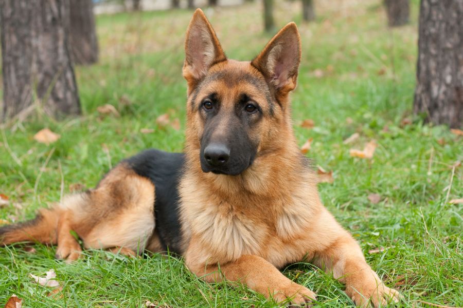 7 of the Smartest Dog Breeds In the World. Meet the Canine Einsteins and See if Your Dog Is On the List 4 A German Shepherd lying calmly on green grass in a wooded area, with upright ears and an attentive gaze. German Shepherds are among the smartest dog breeds, widely used in police, military, and service roles.