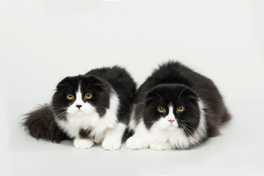 Celebrities Are Cloning Their Pets Proving Money Can Buy Anything, the Real Question Is, Should It Be Allowed? 4 Two black and white long-haired cats with wide amber eyes pose on a white background. Their unique yet twin-like features reflect the kind of pets chosen when Celebrities Are Cloning Their Pets.