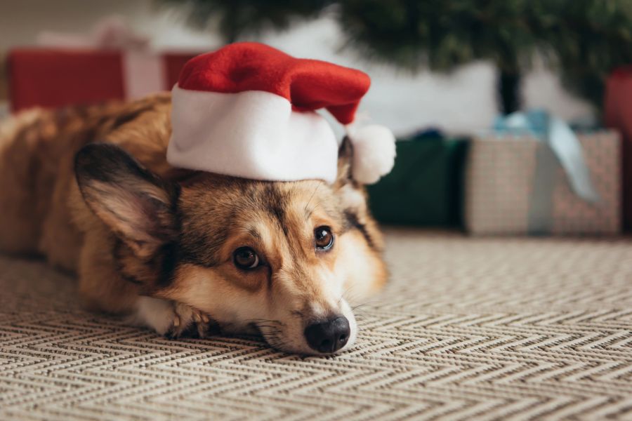 Holiday Horrors: How Christmas Can Be Dangerous For Your Dog and a Guide to Help You Navigate It 5 Corgi laying on a rug with a Santa hat, looking tired beneath a Christmas tree with wrapped presents. A gentle reminder that Christmas Can Be Dangerous For Your Dog if they get overstimulated or ingest decorations.