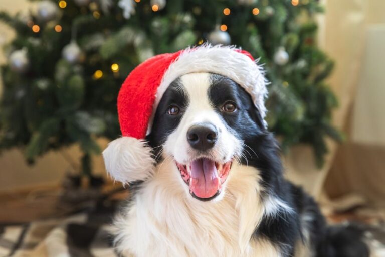 Happy Border Collie wearing a Santa hat sits in front of a lit Christmas tree. While adorable, festive accessories and tree ornaments are part of why Christmas Can Be Dangerous For Your Dog.