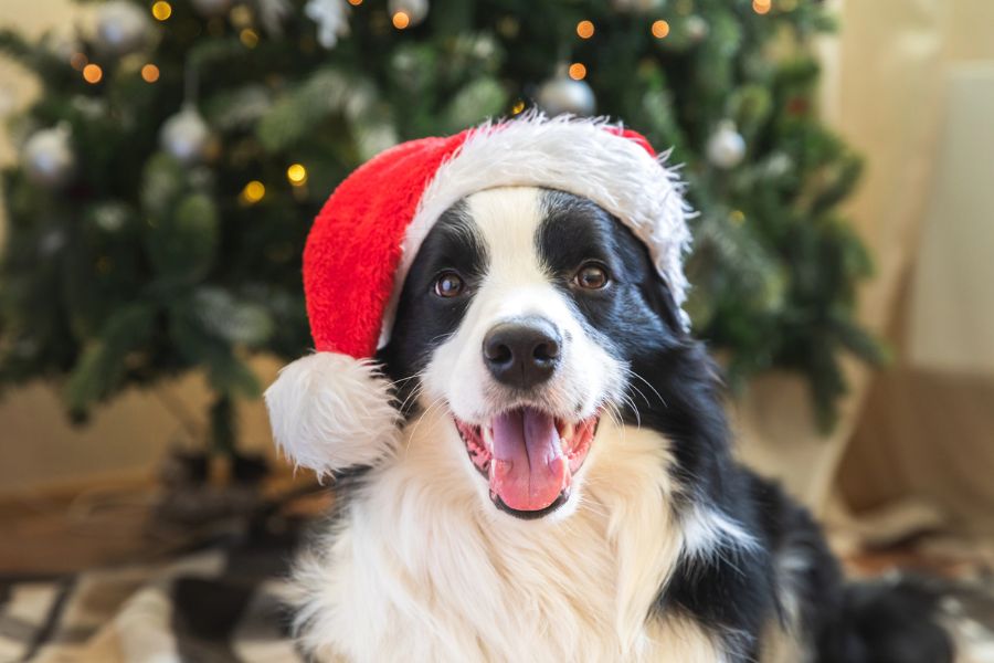 Holiday Horrors: How Christmas Can Be Dangerous For Your Dog and a Guide to Help You Navigate It 1 Happy Border Collie wearing a Santa hat sits in front of a lit Christmas tree. While adorable, festive accessories and tree ornaments are part of why Christmas Can Be Dangerous For Your Dog.