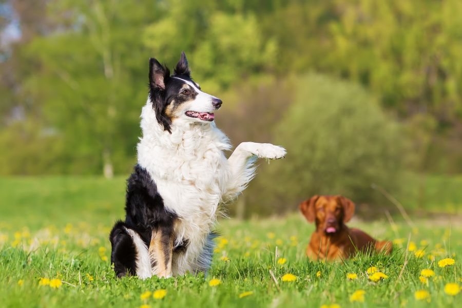 Is Your Dog Left-Pawed or Right-Pawed? Here's How to Tell and What It Means 3 Black and white dog lifting its left paw while sitting in a grassy field with another dog in the background, a moment that sparks curiosity about Is Your Dog Left-Pawed or Right-Pawed.