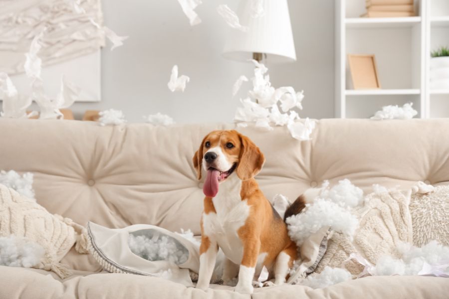 The 10 Most Popular Dog Breeds Going Into 2026: What Makes Them America's Favorites 10 A beagle sits proudly on a beige couch surrounded by torn pillows and shredded stuffing, with pieces of paper flying in the air. Despite their charm, beagles are often ranked among the worst behaved dog breeds due to their mischievous nature and love for destruction when bored.
