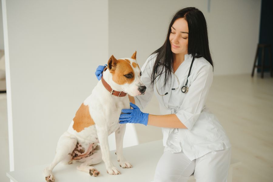7 Easy Ways to Save Money at the Vet and the Expensive Mistake Almost Every Pet Owner Is Making 2 A veterinarian in gloves examines a calm dog on an exam table in a bright, modern clinic. Regular checkups can be one of the best ways to save money at the vet by avoiding larger health problems later.