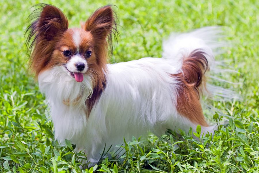 7 of the Smartest Dog Breeds In the World. Meet the Canine Einsteins and See if Your Dog Is On the List 8 A small Papillon dog with large ears and a flowing white-and-brown coat standing on green grass with its tongue out. Despite its tiny size, the Papillon is consistently ranked among the smartest dog breeds.