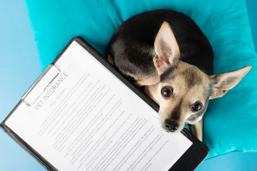 7 Easy Ways to Save Money at the Vet and the Expensive Mistake Almost Every Pet Owner Is Making 4 A small dog lies beside a clipboard with a pet insurance policy document, looking up with big eyes. Having pet insurance is one of the practical ways to save money at the vet, especially for costly treatments.