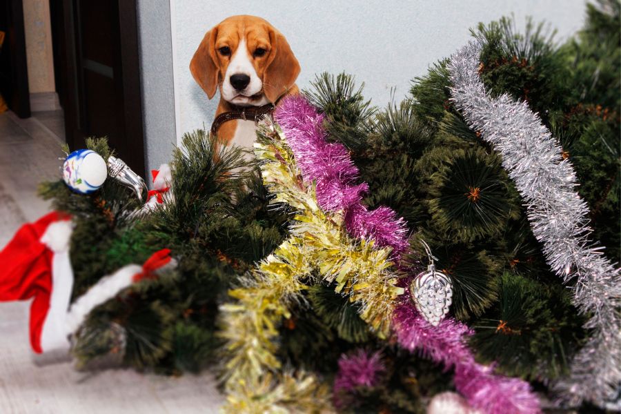Holiday Horrors: How Christmas Can Be Dangerous For Your Dog and a Guide to Help You Navigate It 4 Guilty-looking beagle stands near a toppled Christmas tree covered in tinsel and ornaments. A clear example of how Christmas Can Be Dangerous For Your Dog when trees aren’t secured