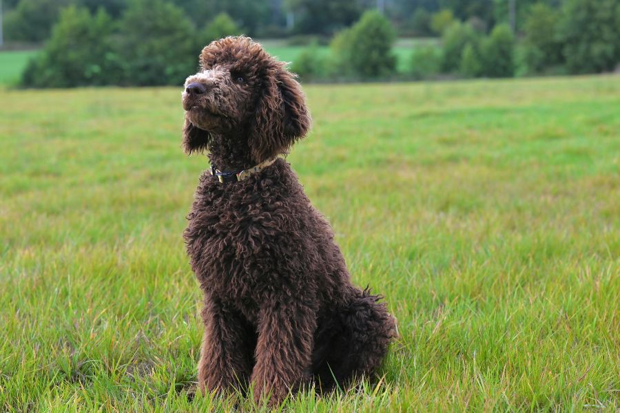 7 of the Smartest Dog Breeds In the World. Meet the Canine Einsteins and See if Your Dog Is On the List 3 A brown Standard Poodle with a curly coat sitting on a grassy field, gazing upward with focus. Poodles are one of the smartest dog breeds, highly trainable and known for excelling in obedience and agility sports.