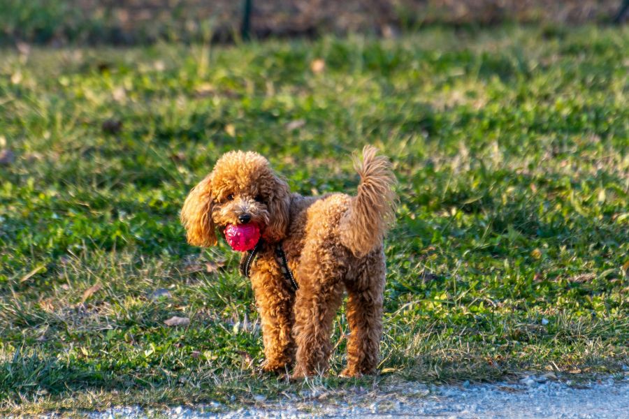 The 10 Most Popular Dog Breeds Going Into 2026: What Makes Them America's Favorites 7 Poodles