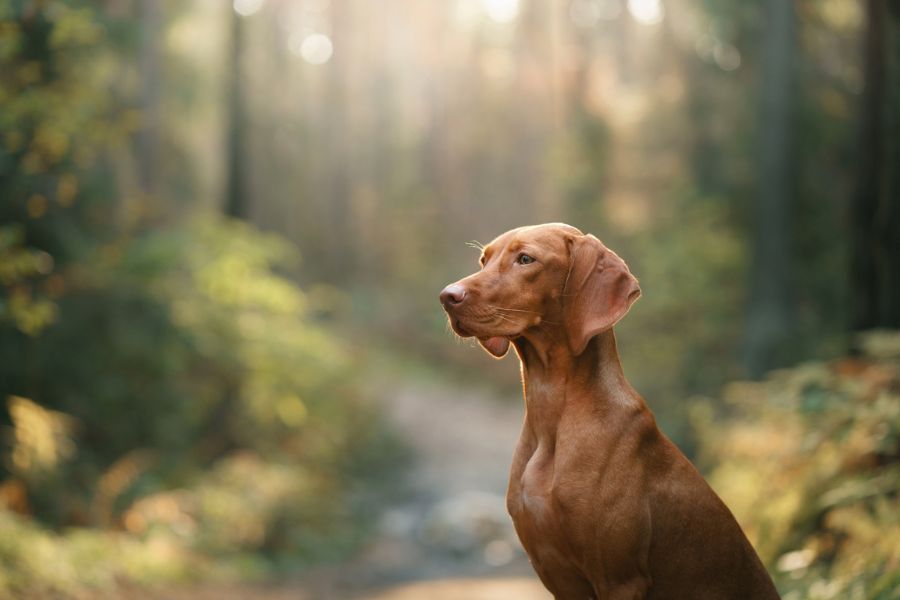 Do Dogs Have a Sixth Sense and Do They Know When Something Bad Is About to Happen? 3 A golden brown Vizsla sits alert on a quiet forest trail at dawn, embodying the calm attentiveness often cited in debates over Do Dogs Have a Sixth Sense.