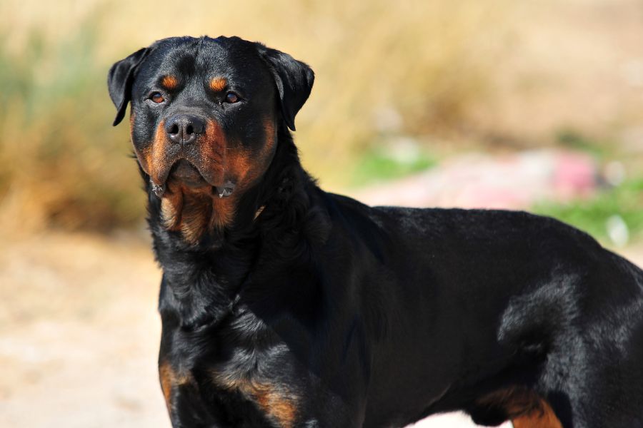 7 of the Smartest Dog Breeds In the World. Meet the Canine Einsteins and See if Your Dog Is On the List 5 A muscular Rottweiler standing alert in an outdoor setting with intense focus. Rottweilers are part of the smartest dog breeds thanks to their loyalty, working drive, and ability to learn complex commands.
