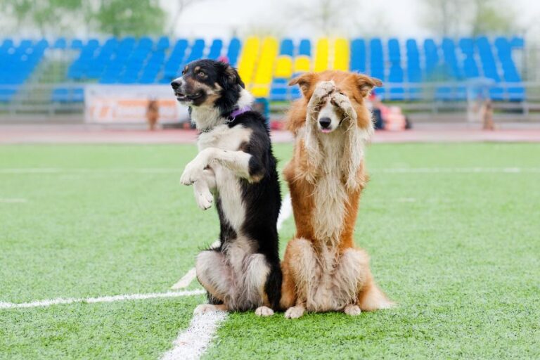 Two dogs sitting upright on a sports field, one covering its eyes with a paw and the other sitting on hind legs. These playful poses demonstrate fun and simple tricks you can teach your dog to entertain and engage them.