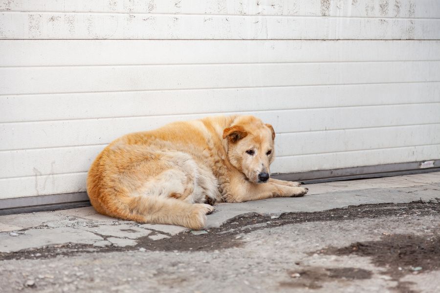 7 Things Humans Do That Dogs Hate and Why They Annoy Our Furry Friends 3 Elderly golden retriever lying alone on rough concrete near a garage, evoking neglect or isolation, which are deeply distressing things humans do that dogs hate.