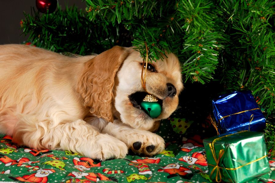 Holiday Horrors: How Christmas Can Be Dangerous For Your Dog and a Guide to Help You Navigate It 3 Golden puppy chews on a green ornament under a Christmas tree, surrounded by presents. This playful moment shows why Christmas Can Be Dangerous For Your Dog, with choking hazards