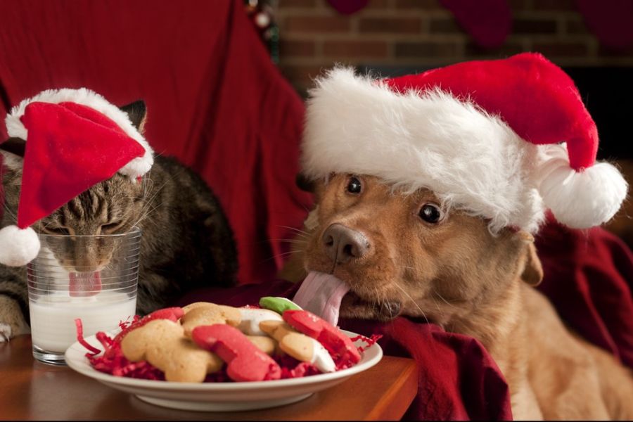 Holiday Horrors: How Christmas Can Be Dangerous For Your Dog and a Guide to Help You Navigate It 2 Dog in a Santa hat licks holiday cookies while a cat drinks milk, both perched by a festive plate. Eating human treats is another way Christmas Can Be Dangerous For Your Dog.