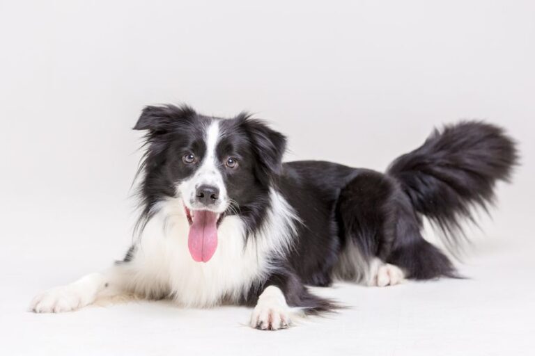 A happy black and white Border Collie with a fluffy, shiny coat lies on a light background with its tongue out. This well-groomed dog is a visual example of how to keep your dog's coat shiny through proper care.