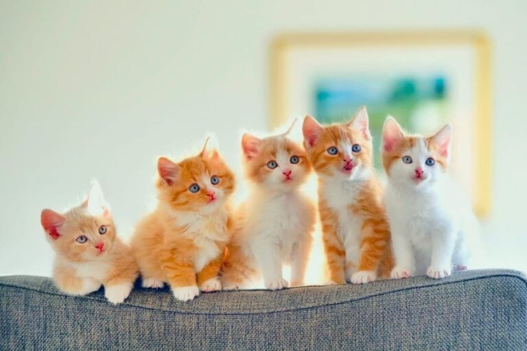 A row of five ginger and white kittens with blue eyes sitting on the back of a gray couch, each with a curious expression, perfectly suited for the Most Popular Cat Names in 2025.