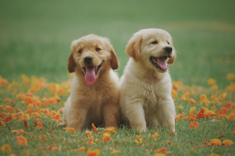 Celebrities Are Cloning Their Pets Proving Money Can Buy Anything, the Real Question Is, Should It Be Allowed? 5 Two golden retriever puppies sit in a grassy field surrounded by orange flowers, both looking playful and adorable. The irresistible charm of puppies like these shows why Celebrities Are Cloning Their Pets.
