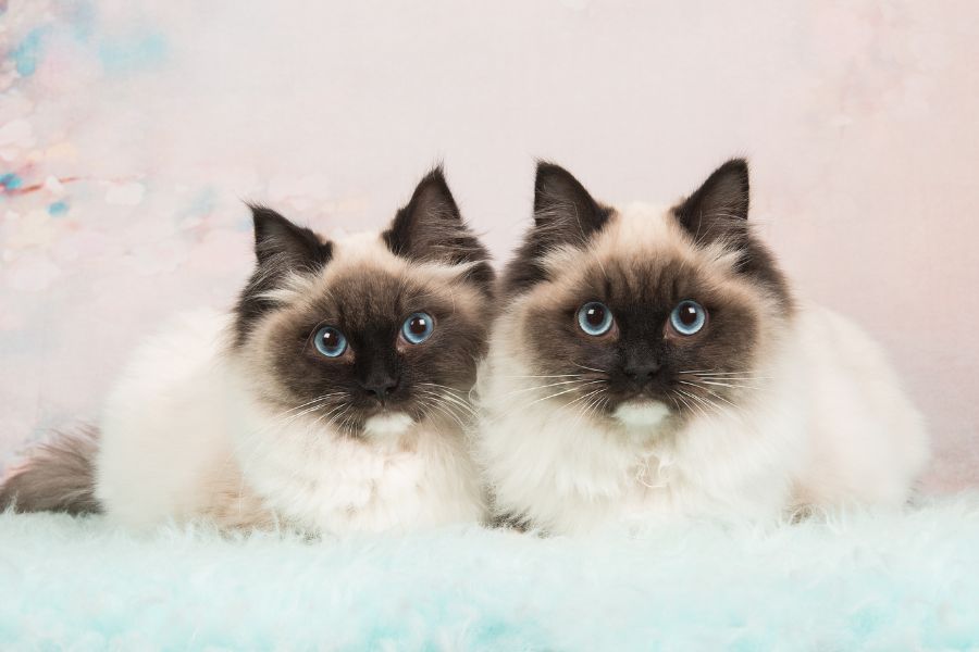 Celebrities Are Cloning Their Pets Proving Money Can Buy Anything, the Real Question Is, Should It Be Allowed? 2 A pair of fluffy cats with striking blue eyes and dark facial markings sit against a pastel background. The rare and symmetrical beauty of these cats highlights a reason why Celebrities Are Cloning Their Pets.