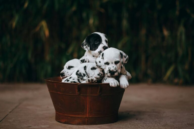 Four Dalmatian puppies cuddled together inside a rustic metal tub, perfectly capturing the classic cuteness tied to The Top Dog Names for 2025.