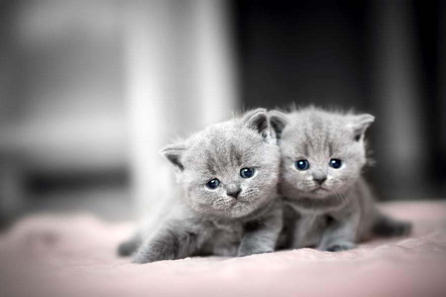 The Most Popular Cat Names in 2025: What America Is Calling Their Felines 2 Two fluffy gray kittens with blue eyes lying on a pink blanket, a soft and sweet representation tied to the Most Popular Cat Names in 2025.