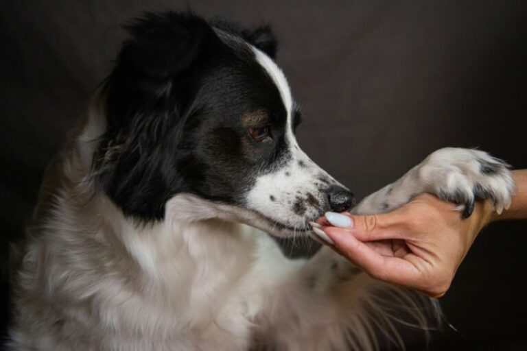 Close-up of a black and white dog giving its paw to a human hand, an ideal example for observing whether Is Your Dog Left-Pawed or Right-Pawed.