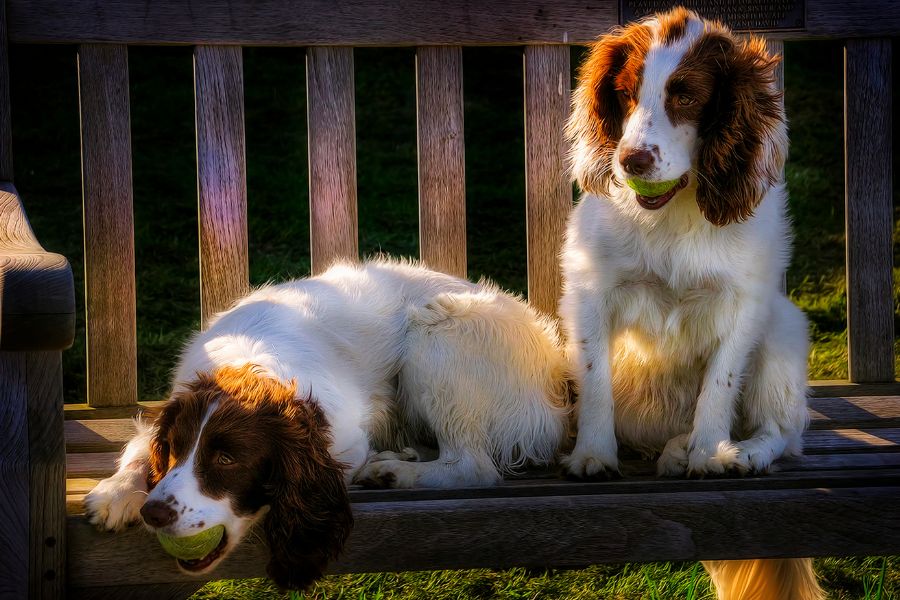 Celebrities Are Cloning Their Pets Proving Money Can Buy Anything, the Real Question Is, Should It Be Allowed? 3 Two Spaniels sit on a wooden bench, each holding a tennis ball in its mouth, with soft evening light casting warm tones. Strong attachment to playful pets like these explains why Celebrities Are Cloning Their Pets.