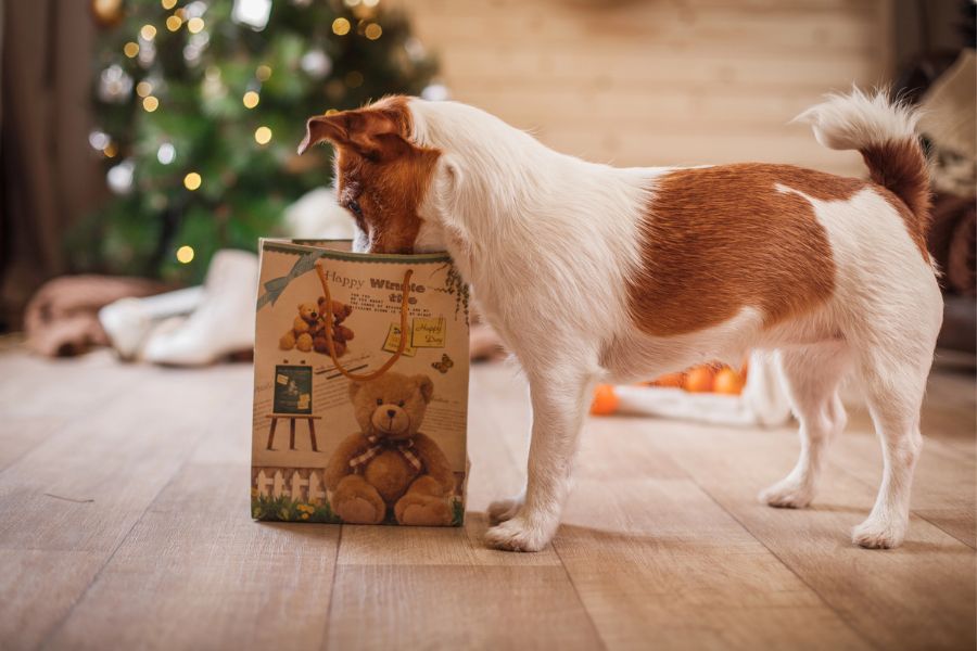 Holiday Horrors: How Christmas Can Be Dangerous For Your Dog and a Guide to Help You Navigate It 6 Curious Jack Russell Terrier sticks its head into a holiday gift bag next to a Christmas tree. Unattended presents can contain toxic items, proving how Christmas Can Be Dangerous For Your Dog.